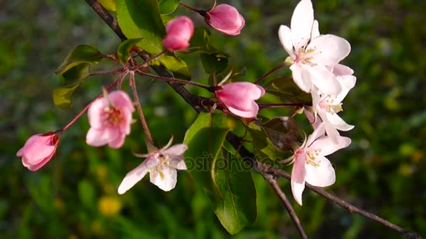 Hermoso manzano rosado que florece en la primavera del viento en el jardín. Cámara estática . — Vídeo de stock