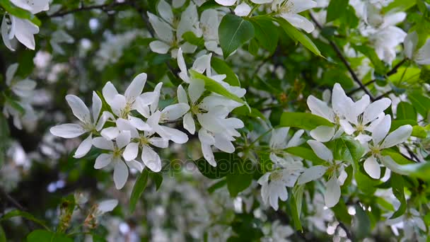 Blüte des weißen chinesischen Apfelbaums. Große Natur-Frühlingsszene mit blühenden Zweigen. Video HD-Material 1920x1080 Aufnahme statischer Kamera. — Stockvideo