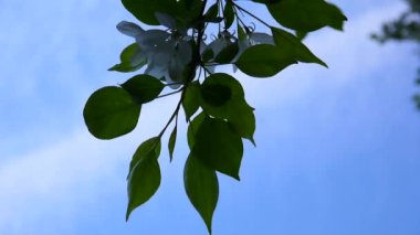 Beyaz elma Çin ağacı çiçek açması. Büyük doğa bahar çiçek açan dalları ile sahne. Video Hd görüntüleri 1920 x 1080 statik kamera çekim.