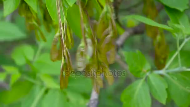 Blumen und Früchte der Esche. Zweige von Fraxinus exelsior Baum im Wind. Video hd Aufnahme von statischer Kamera. — Stockvideo