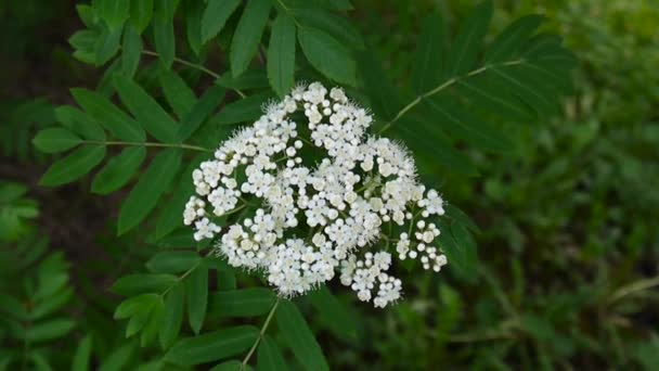 Dağ kül rüzgarda Şubesi çiçeklenme. Sorbus aucuparia. Yakın çekim sabit kamera çekim. — Stok video