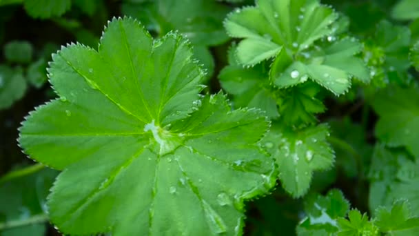 Green Alchemilla vulgaris plant with drops of rain. Common ladys mantle is an herbaceous perennial plant in Europe. Close up footage static camera. — Stock Video