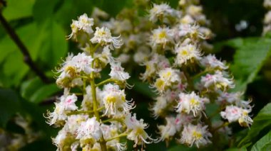 Bahar çiçek kestane ağacından. Statik bir fotoğraf makinesi ile video çekim.