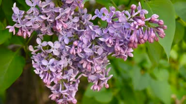 Lila mor çiçekli dal. Syringa vulgaris. Makro çekim sabit kamera. Hafif rüzgarda sallanan.