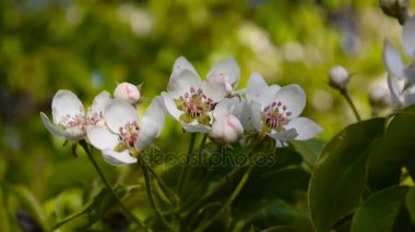 Güzel çiçek açması elma ağacı Rüzgar bahar olarak bahçede. Statik kamera.