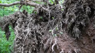 Fırtına sonrası dışında Huş ağacının kökü. Steadicam ile düşük hareket Panoraması.