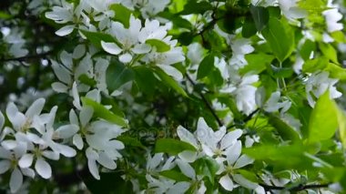 Beyaz elma Çin ağacı çiçek açması. Büyük doğa bahar çiçek açan dalları ile sahne. Video Hd görüntüleri 1920 x 1080 statik kamera çekim.