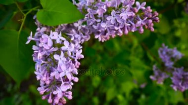 Lila mor çiçekli dal. Syringa vulgaris. Makro çekim sabit kamera. Hafif rüzgarda sallanan.