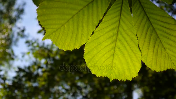 Leaf chestnut tree ordentligt upplyst av solen. Videofilmer hd skytte statisk kamera på våren. Castanea. — Stockvideo