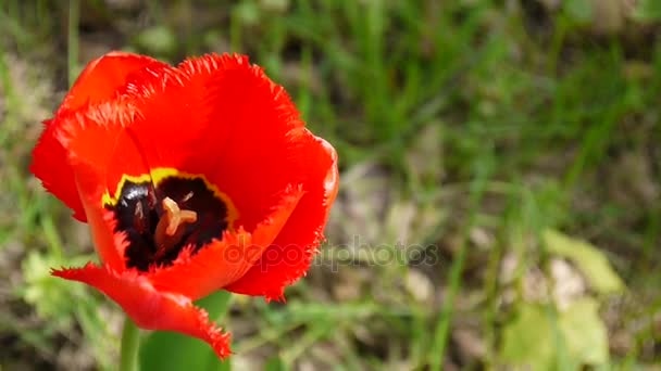 Une fleur de tulipe rouge se balançant par le vent. Caméra statique des séquences HD . — Video