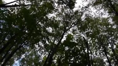 Orman kamera hareketi fotoğraf makinesinin ağaçların en fazla. Panorama stadicam ile.