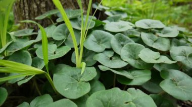Asarum europaeum tıbbi ot. Satatic fotoğraf makinesinin yeşil bitki.