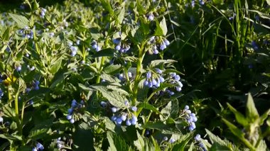 Tıbbi bitki ortak karakafes. Symphytum officinale vahşi çayır çiçek. Statik kamera görüntüleri çekim.