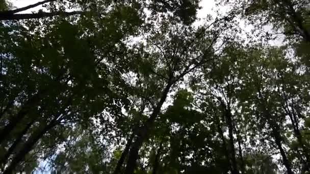 Toppen van de bomen in het bos camerabeweging van de camera. Panorama met stadicam. — Stockvideo