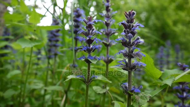 Gyönyörű kék Salvia virág tavasszal. Bekormozódásának statikus kamera közelről. Ajuga. — Stock videók