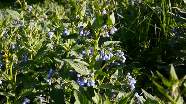 Ιατρική κοινή Comfrey βότανο. Symphytum officinale λουλούδι στο άγριο Λιβάδι. Μήκος σε πόδηα πυροβολισμού στατική κάμερα. — Αρχείο Βίντεο