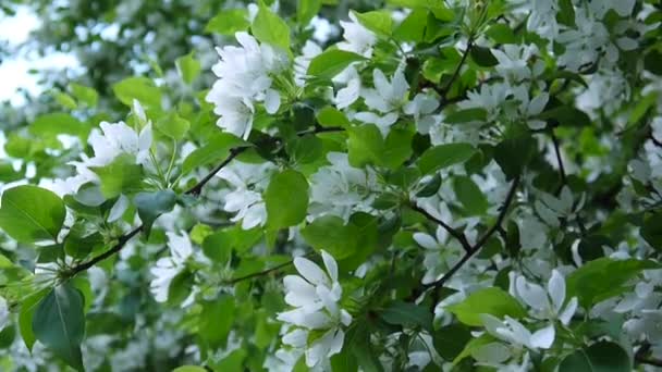 Floração de árvore chinesa de maçã branca. Cena de primavera grande natureza com ramos florescendo. Vídeo HD imagens 1920x1080 filmagem de câmera estática . — Vídeo de Stock