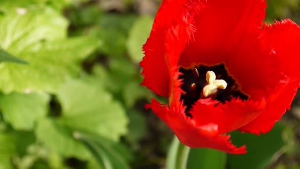 Uma tulipa vermelha a balançar do vento. Câmera estática HD imagens . — Vídeo de Stock