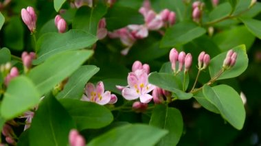 Hanımeli çiçek bahar sezonu dal