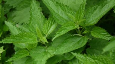 Bahar Rüzgar Rüzgar taze yeşil ısırgan. Urtica dioica. Video görüntüleri statik kamera.