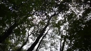 Orman kamera hareketi fotoğraf makinesinin ağaçların en fazla. Panorama stadicam ile.