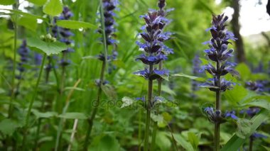 Güzel mavi Ada çayı çiçek bahar. Statik kamera barut yakın çekim. Mayasıl.