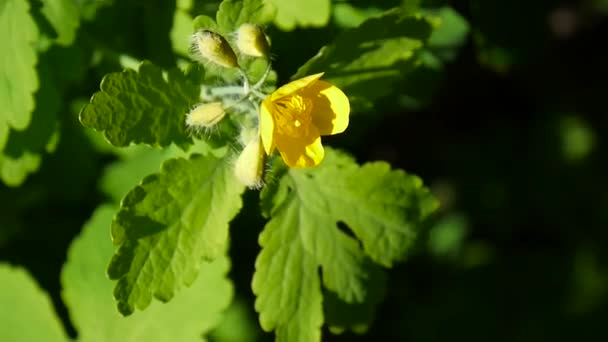 Chelidonium majus. Весной пушистый желтый цветок селандина на размытом фоне. Видеозапись HD статической камеры . — стоковое видео