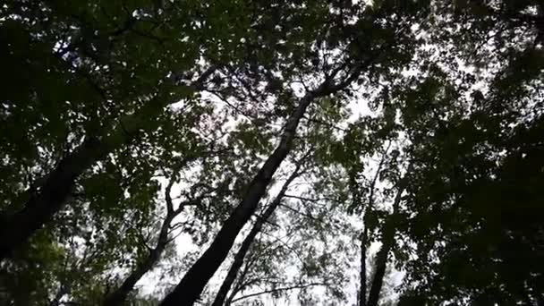 Cima degli alberi nel movimento telecamera foresta della fotocamera. Panorama con stadicam . — Video Stock