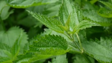 Bahar Rüzgar Rüzgar taze yeşil ısırgan. Video görüntüleri statik kamera. Urtica dioica