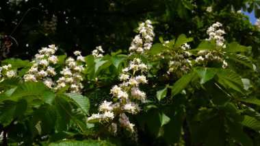 Bahar çiçek kestane ağacından. Statik bir fotoğraf makinesi ile video çekim.