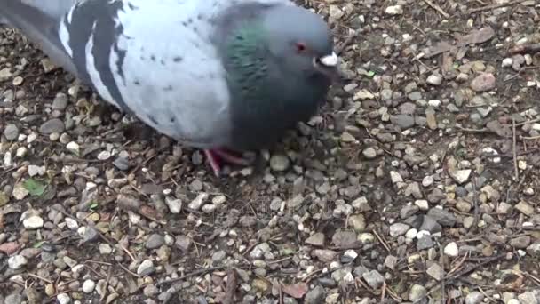 Gołębia Columba livia zjada nasiona słonecznika na chodniku brukowiec. Nagranie filmu. — Wideo stockowe