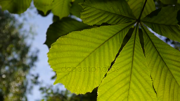 Leaf chestnut tree thoroughly illuminated by the sun. Video footage hd shooting in spring of static camera. — Stock Video