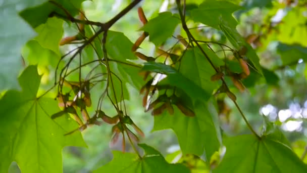 Branche d'érable avec graines sur le vent. Acer platanoides. Vidéo HD prise de vue de la caméra statique .
