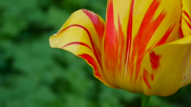 Один красный и желтый цветок тюльпана качается ветром. Видео со статической камеры. Тюльпаны . — стоковое видео