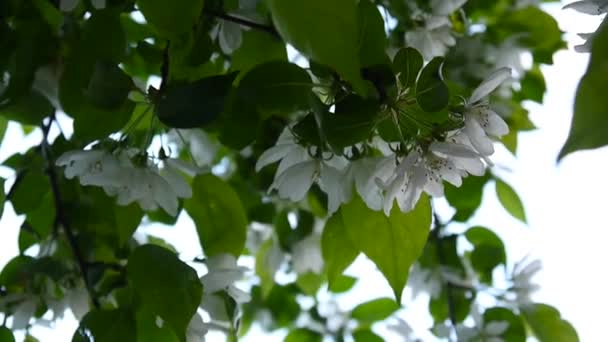 Цвітіння білого яблучного китайського дерева. Велика природна весняна сцена з квітучими гілками. Відео HD кадри 1920x1080 зйомки статичної камери . — стокове відео