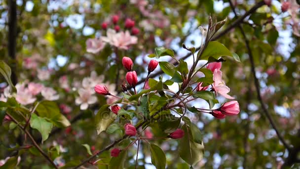 Beautiful pink blossoming apple tree on wind spring in the garden. Static camera. — Stock Video