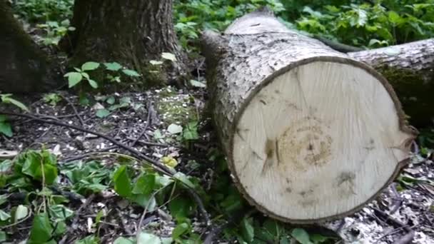 Skära ned ett träd loggar i skogen linden, Hd film panorama med steadicam. — Stockvideo