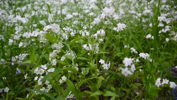 Nefelejcs erdő fehér virág. Boraginaceae. Myos tis. Redőny statikus kamera. — Stock videók
