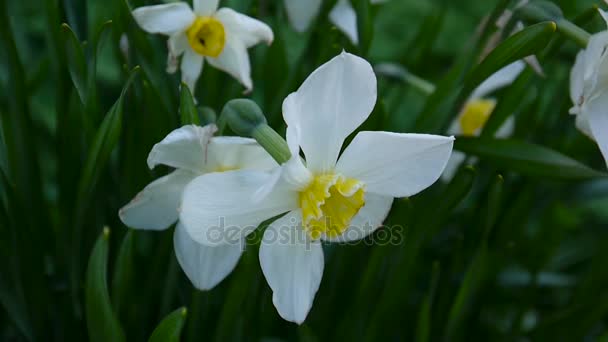 Wit voorjaar narcissus bloem plant Hd beelden schieten statische videocamera. — Stockvideo