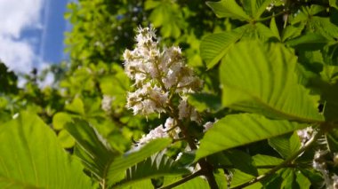 Bahar çiçek kestane ağacından. Statik bir fotoğraf makinesi ile video çekim.