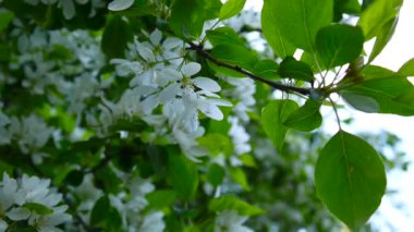 Beyaz elma Çin ağacı çiçek açması. Büyük doğa bahar çiçek açan dalları ile sahne. Video Hd görüntüleri 1920 x 1080 statik kamera çekim.