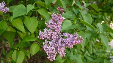 Lila mor çiçekli dal. Syringa vulgaris. Makro çekim sabit kamera. Hafif rüzgarda sallanan.