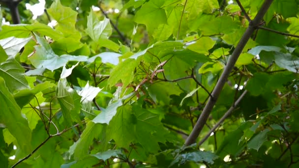 枫树种子在风中的分支。挪威槭。高清视频拍摄的静态相机. — 图库视频影像