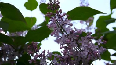 Lila mor çiçekli dal. Syringa vulgaris. Makro çekim sabit kamera. Hafif rüzgarda sallanan. Lila mor çiçekli dal. Syringa vulgaris. Makro çekim sabit kamera.