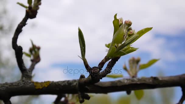 Tavaszi ága egy almafa a rügyek, a virágok. Full hd 1080p. Statikus kamera forgatás. — Stock videók