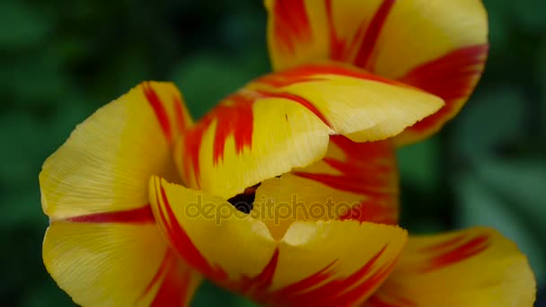 Één rode en gele tulp bloem wiegende door van de wind. Statische camera Hd beelden. Tulipa. Uitzicht vanaf de top. — Stockvideo