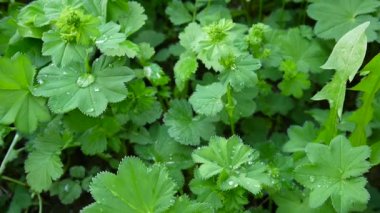 Yeşil Alchemilla vulgaris bitki nem ile. Ortak hanımefendi göndermek manto Avrupa'da otsu bir bitki var. Görüntüleri statik kamera kapatın.