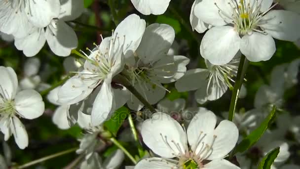 Blossom tree ág cseresznye virágok közelről Hd statikus kamera forgatás. — Stock videók