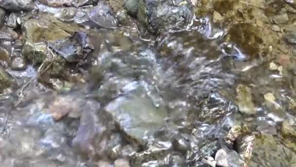 Річкова вода, що тече над камінням — стокове відео
