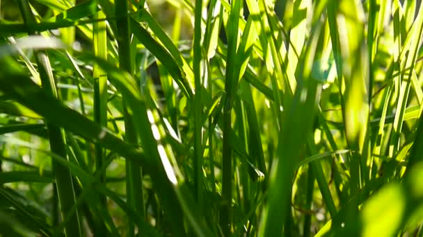 Imágenes de hierba verde macro sol brilla a través de las hojas hermoso fondo de la primavera. Cámara estática de cierre de vídeo . — Vídeos de Stock